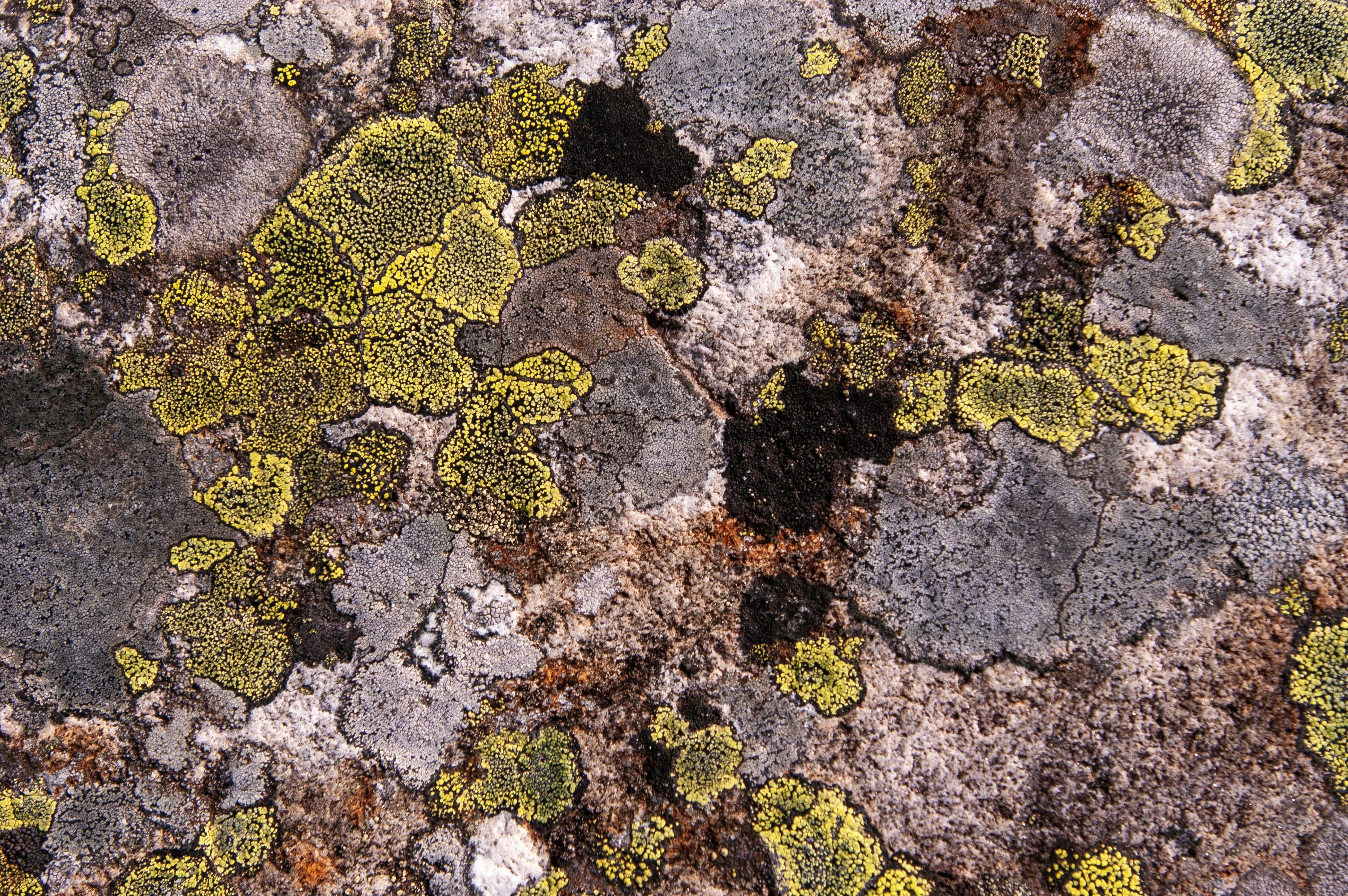 lichens